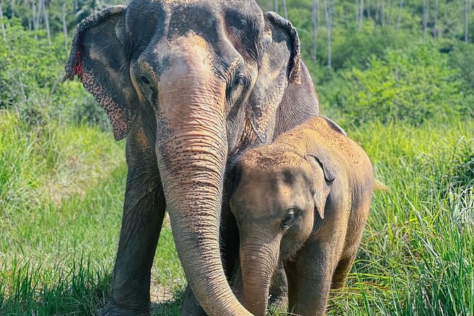 Half Day Elephant Home Sanctuary in Samui - Key points at a glance