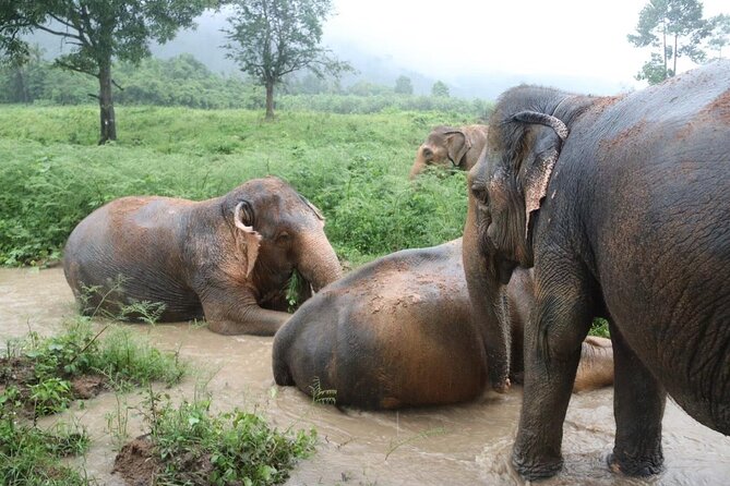 Half Day Elephant Home Sanctuary in Samui - What the Samui Elephant Home visit is really about