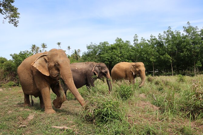 Half Day Elephant Home Sanctuary in Samui - Mud, water, and the elephant bathing routine