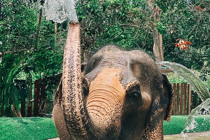 Half Day Elephant Home Sanctuary in Samui - A vegetarian meal and a short video