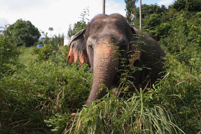 Half Day Elephant Home Sanctuary in Samui - Why the animal-welfare approach matters