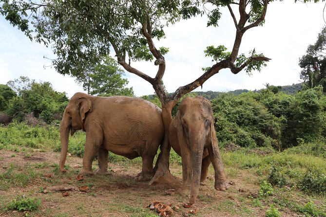 Half Day Elephant Home Sanctuary in Samui - Transport, group size, and the shape of the day