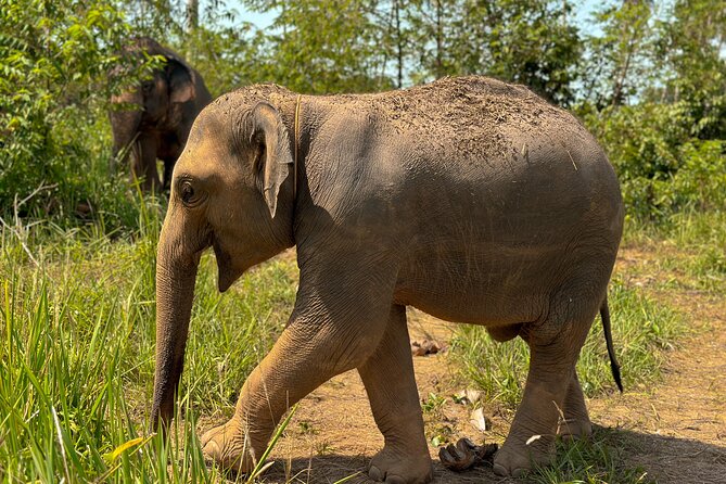 Half Day Elephant Home Sanctuary in Samui - Is $97.83 a fair price?
