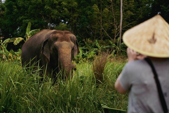 Half Day Elephant Home Sanctuary in Samui - Preparing food and meeting the elephants up close