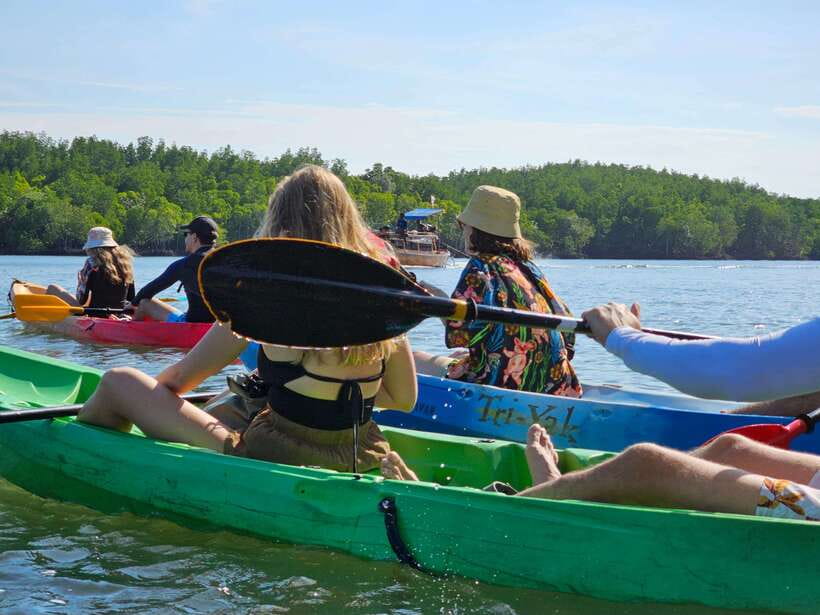 Half Day Mangrove Forest (Morning or Afternoon) - Key points to know before you book