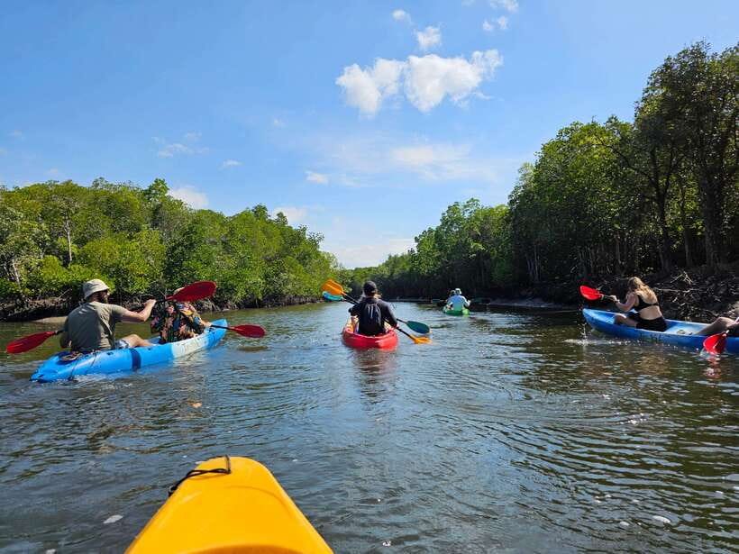Half Day Mangrove Forest (Morning or Afternoon) - Monkey’s Point and the wildlife question