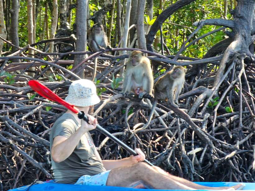 Half Day Mangrove Forest (Morning or Afternoon) - Simple preparation for the mangroves