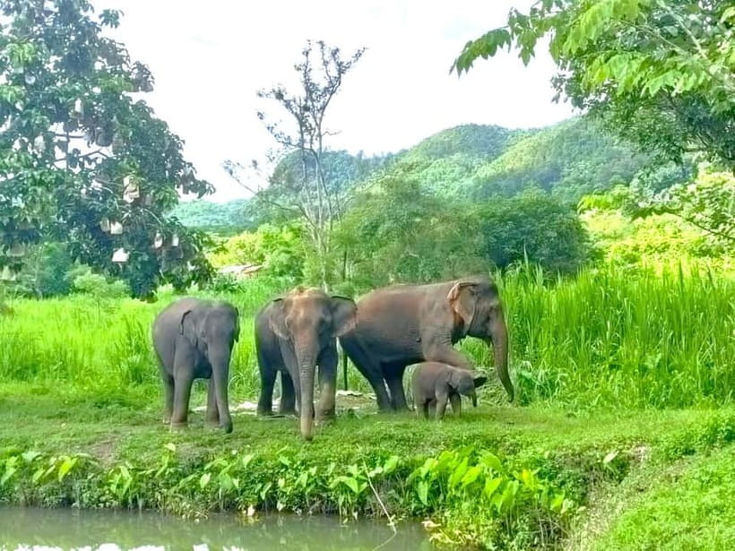 Half-day with CHIANGMAI ELEPHANT CARE program (12pm-6pm.) - Key points at a glance