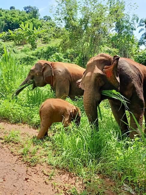 Half-day with CHIANGMAI ELEPHANT CARE program (12pm-6pm.) - Changing clothes and a home-cooked lunch