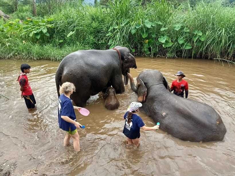 Half-day with CHIANGMAI ELEPHANT CARE program (12pm-6pm.) - Showers, changing rooms, and the trip home