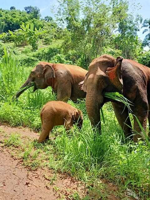 Half-day with CHIANGMAI ELEPHANT CARE program (12pm-6pm.) - Is $54 a fair price?