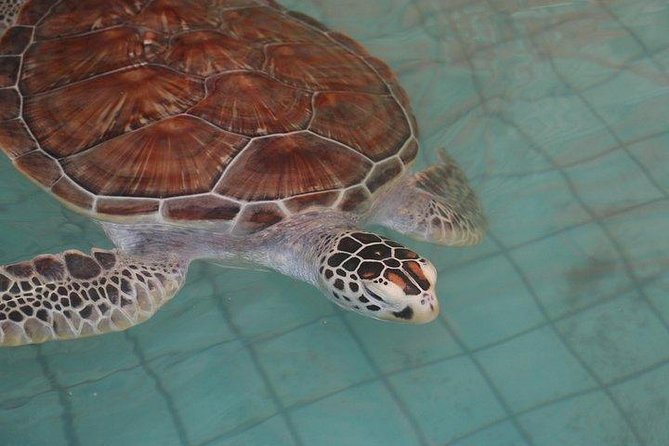 Khao Lak: Bamboo Rafting & Sea Turtle Conservation Center - Who will enjoy this Khao Lak tour most?