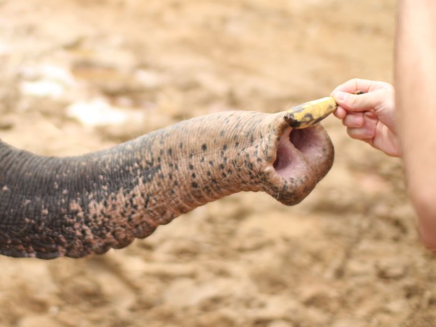 Khao Lak: Elephant Bathing and Turtle Center Visit - What the 210-minute Khao Lak tour is really like