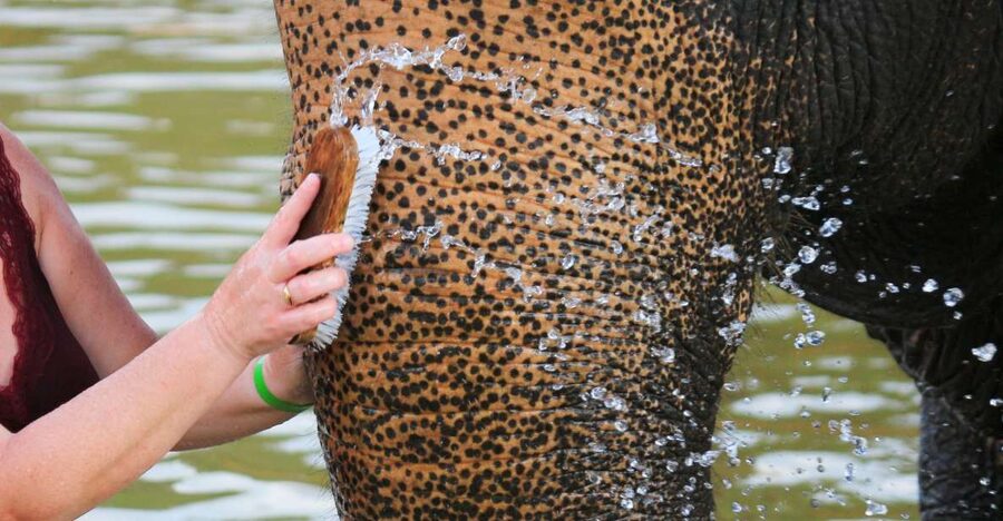 Khao Lak: Elephant Bathing and Turtle Center Visit - Meeting the elephants and their mahouts
