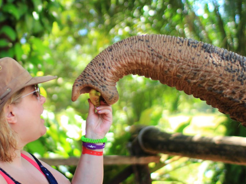 Khao Lak: Elephant Bathing and Turtle Center Visit - The animal welfare question deserves an honest look