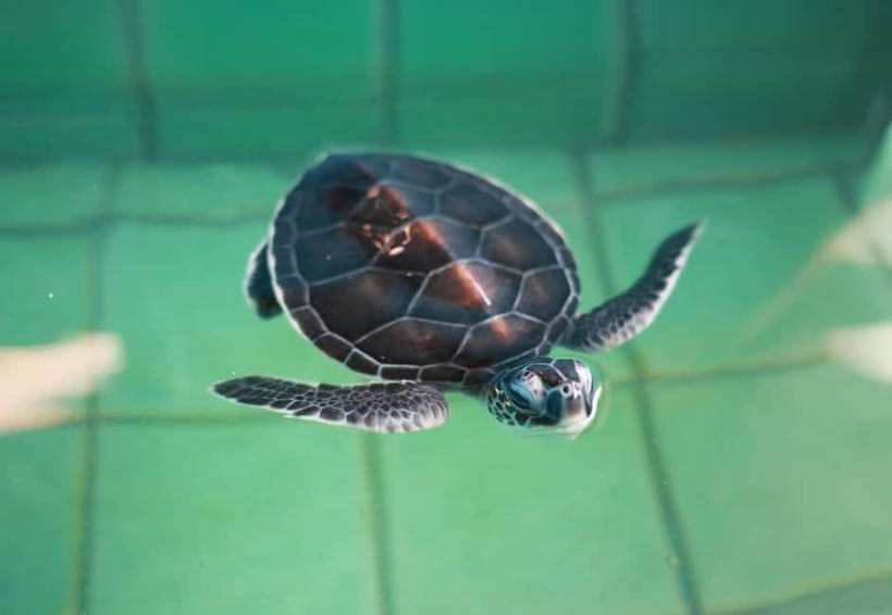 Khao Lak: Elephant Bathing and Turtle Center Visit - The best parts for families and couples