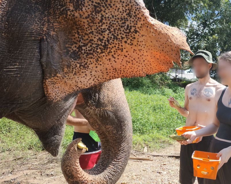 Khao Lak: Elephant Bathing and Turtle Center Visit - What to pack and what not to expect