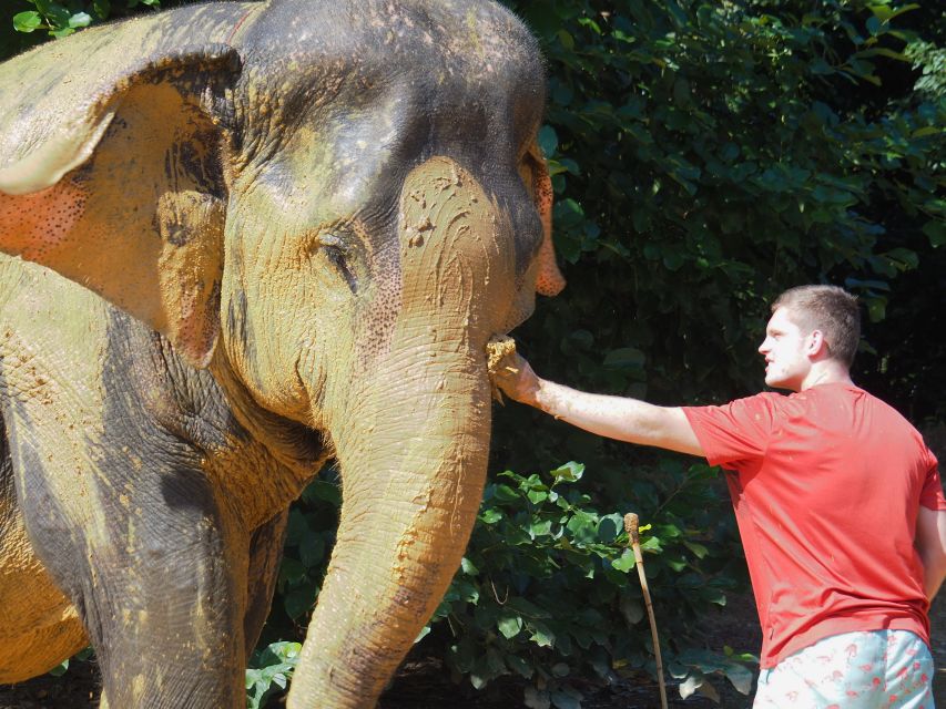 Khao Lak: Elephant Bathing and Turtle Center Visit - Is $63 good value for a half-day?
