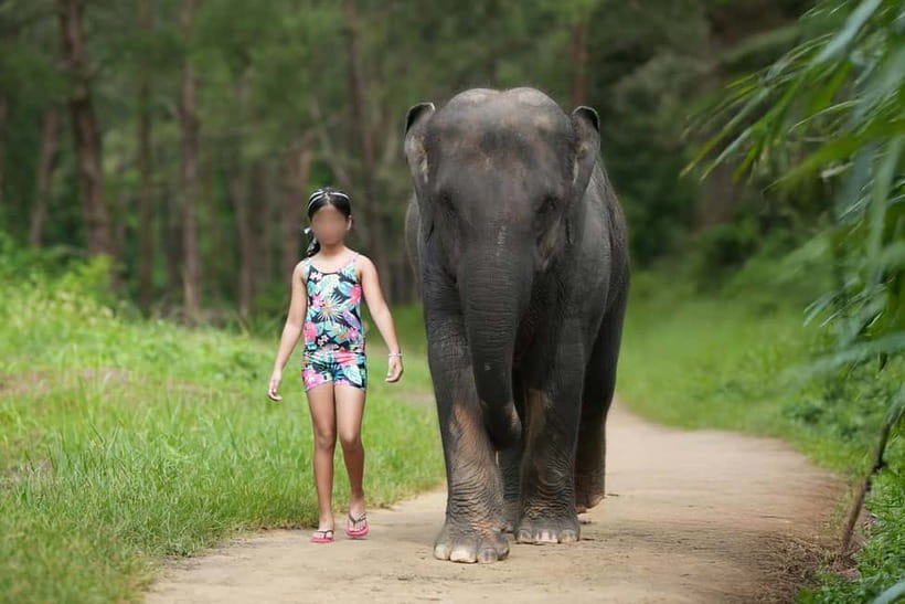 Khao Lak: Elephant Bathing and Turtle Center Visit - Hotel pickup keeps this half-day simple
