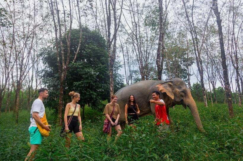 Khao Lak Guided Nature Walk & Elephant Experience - Key points to know before you go