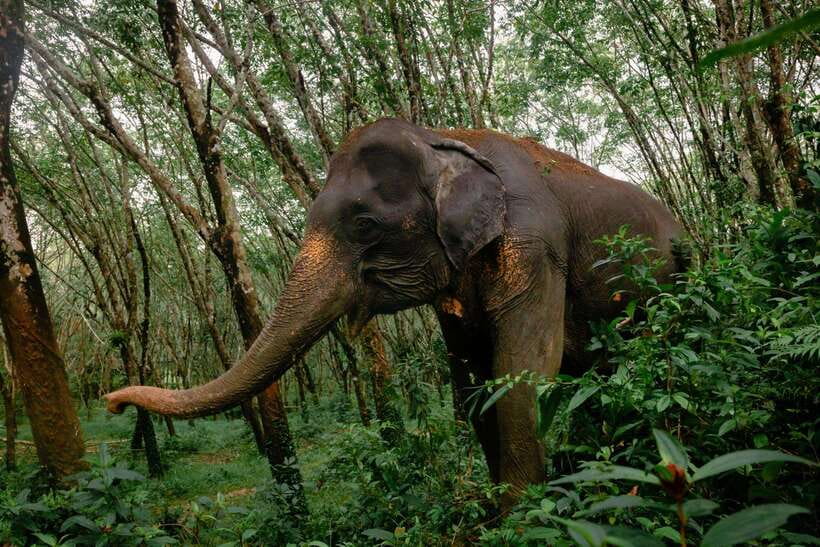 Khao Lak Guided Nature Walk & Elephant Experience - Why this elephant visit feels different