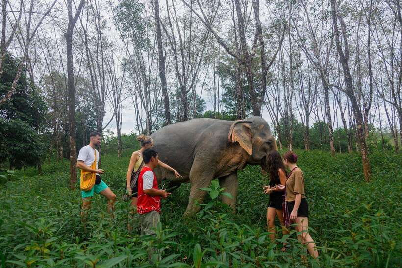 Khao Lak Guided Nature Walk & Elephant Experience - Meeting elephants that can walk away