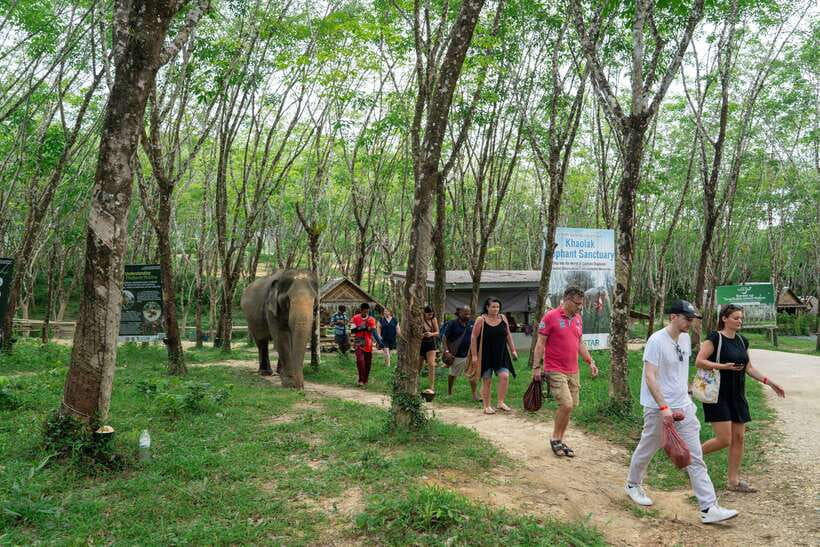 Khao Lak Guided Nature Walk & Elephant Experience - The 90-minute format and its limits