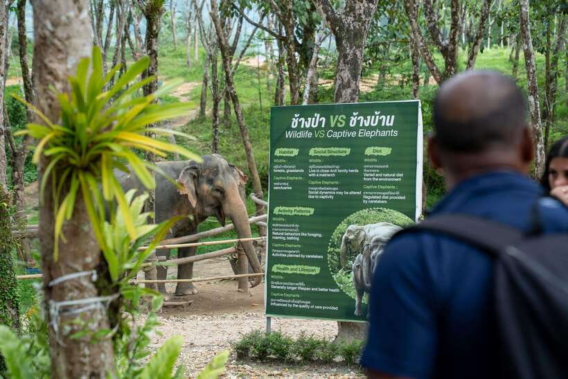 Khao Lak Guided Nature Walk & Elephant Experience - Who will enjoy this most