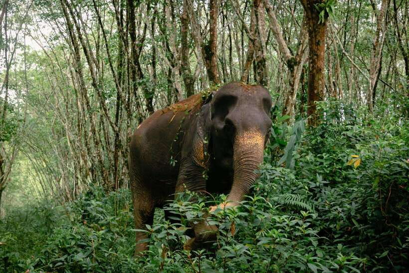Khao Lak Guided Nature Walk & Elephant Experience - Booking, cancellation, and practical value