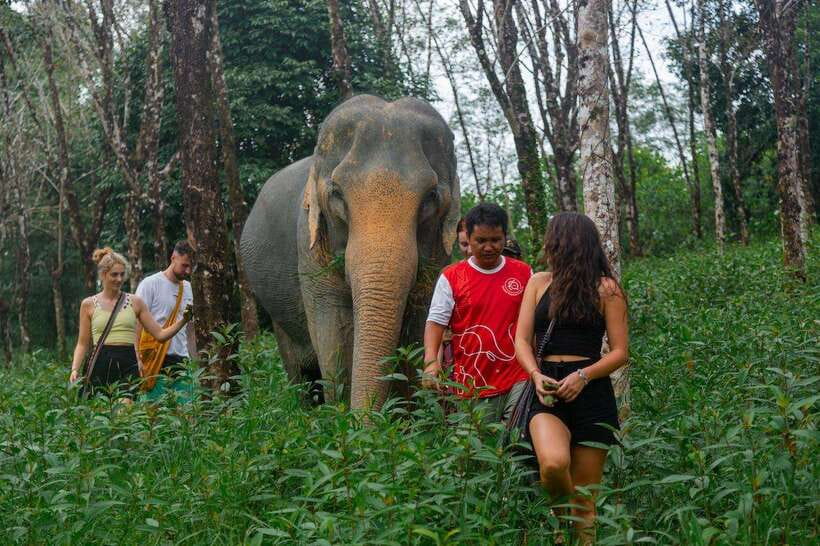 Khao Lak Guided Nature Walk & Elephant Experience - Walking through Khao Lak’s forest