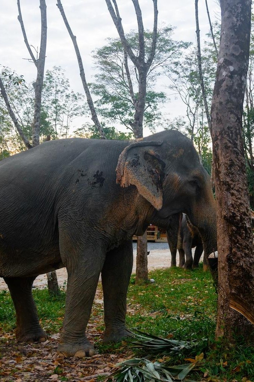 Khao Lak’s Best: Elephant Sanctuary,Rubber Tapping&Waterfall - Meeting Khao Lak’s rescued elephants