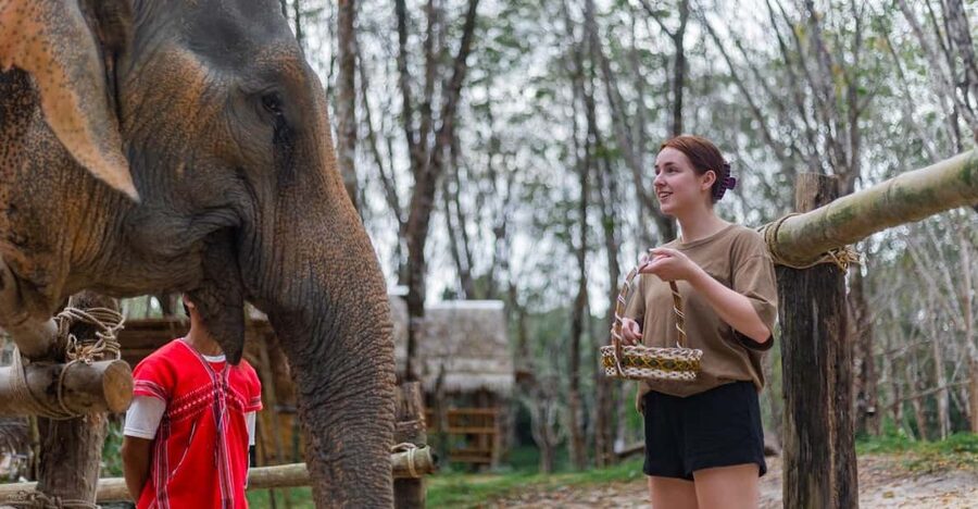 Khao Lak’s Best: Elephant Sanctuary,Rubber Tapping&Waterfall - Learning how Thailand makes rubber