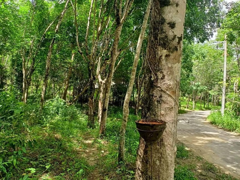 Khao Lak’s Best: Elephant Sanctuary,Rubber Tapping&Waterfall - What the elephant hour feels like
