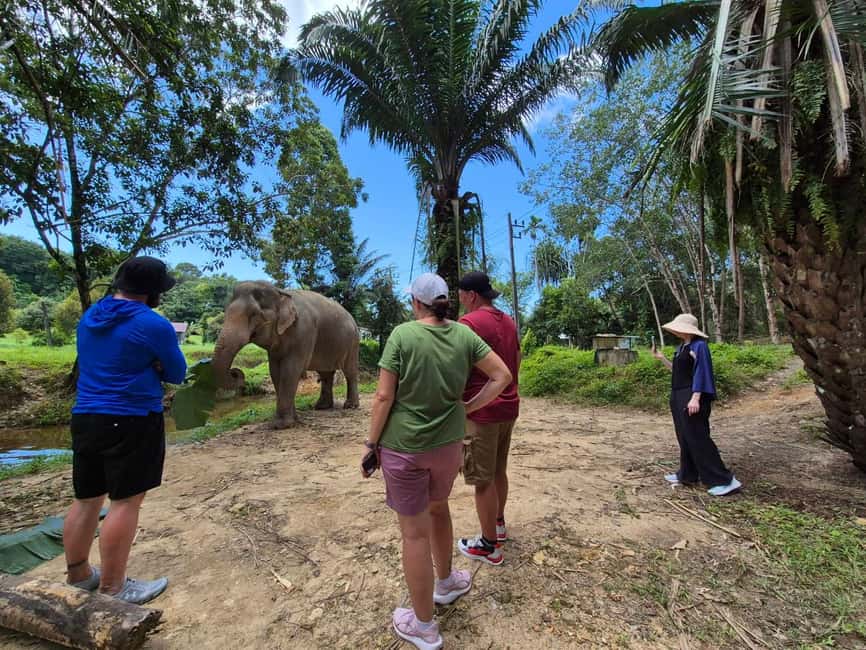 Khao Lak: Waterfall,Sea Turtle,Elephant Care,Meal & Transfer - What the $73 Price Really Covers