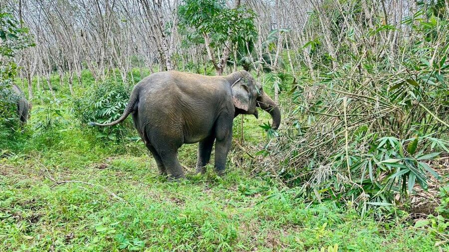 Khao Lak: Waterfall,Sea Turtle,Elephant Care,Meal & Transfer - The Main Strengths and Limitations