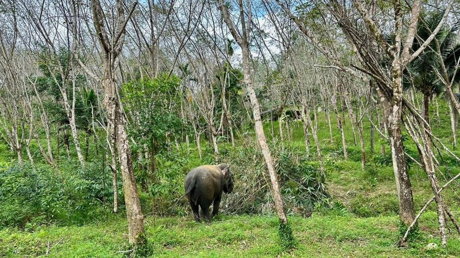 Khao Lak: Waterfall,Sea Turtle,Elephant Care,Meal & Transfer - Who Should Book This Khao Lak Experience?