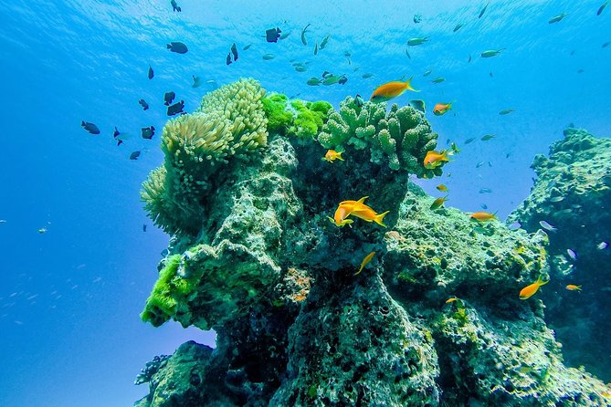 Khao Lak: Wow Andaman Snorkeling Trip to Similan Islands - Koh Bangu and the Breakfast Bend reef
