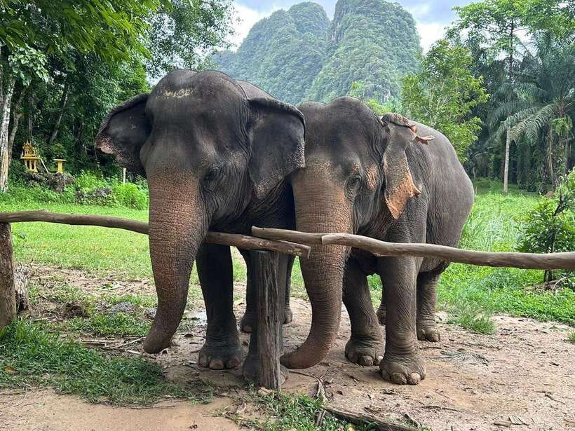 Khao Sok: Ethical Elephant Experience & Nature Walk - Meeting elephants without the circus routine