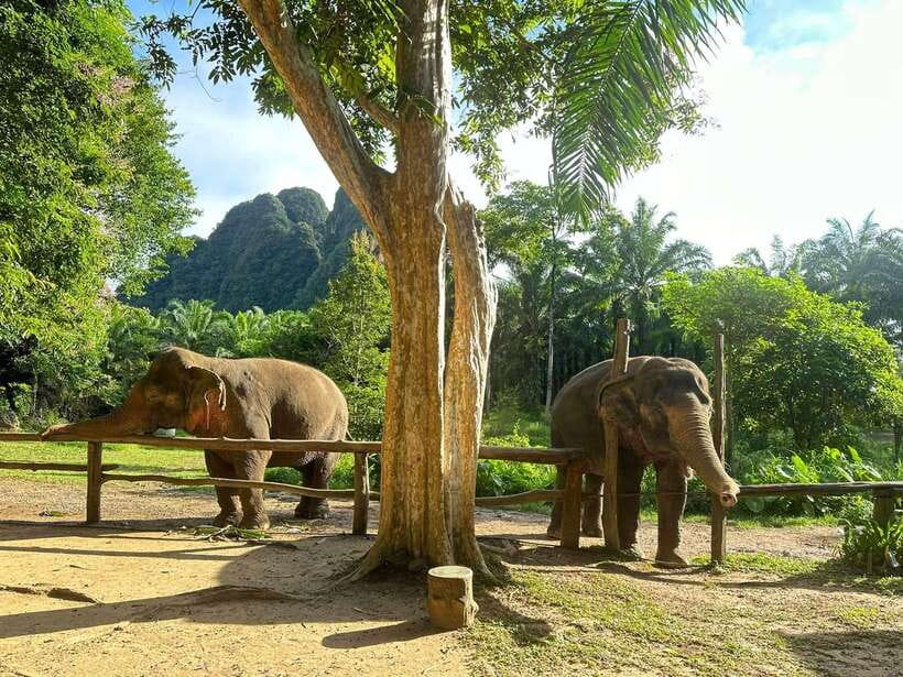 Khao Sok: Ethical Elephant Experience & Nature Walk - FAQ