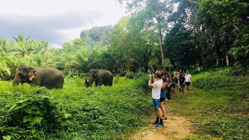Khao Sok: Ethical Elephant Experience & Nature Walk - What happens when you arrive at Khao Sok Elephant Sanctuary