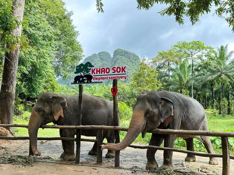 Khao Sok: Ethical Elephant Experience & Nature Walk - Learning why rehabilitation matters