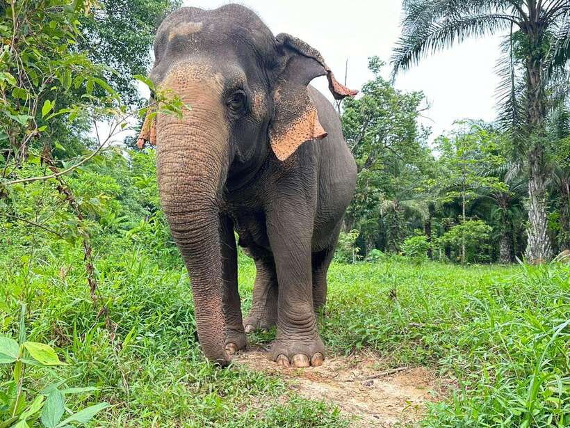Khao Sok: Ethical Elephant Experience & Nature Walk - Who will enjoy this Khao Sok experience?