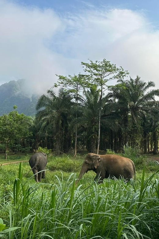 Khao Sok: Ethical Elephant Experience & Nature Walk - Planning your visit around the one-hour schedule