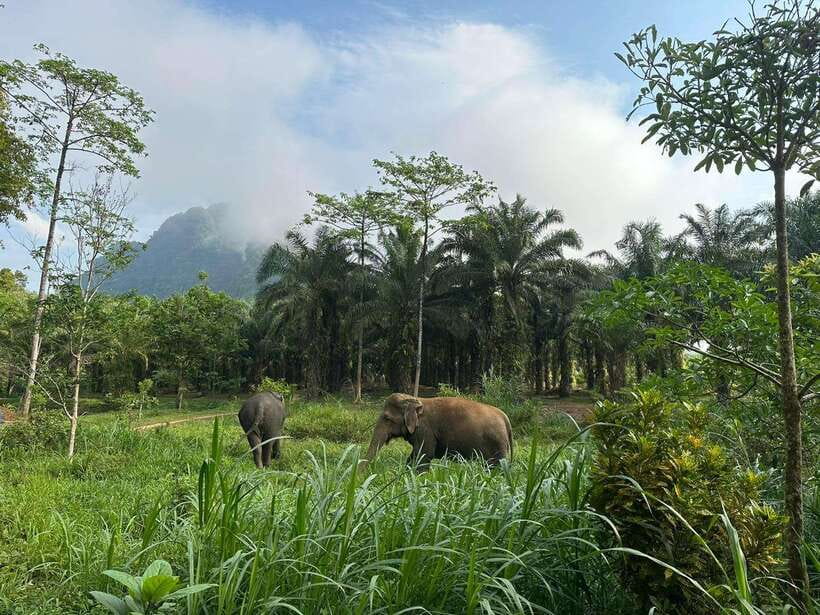 Khao Sok: Ethical Elephant Experience & Nature Walk - Should you book this elephant experience?