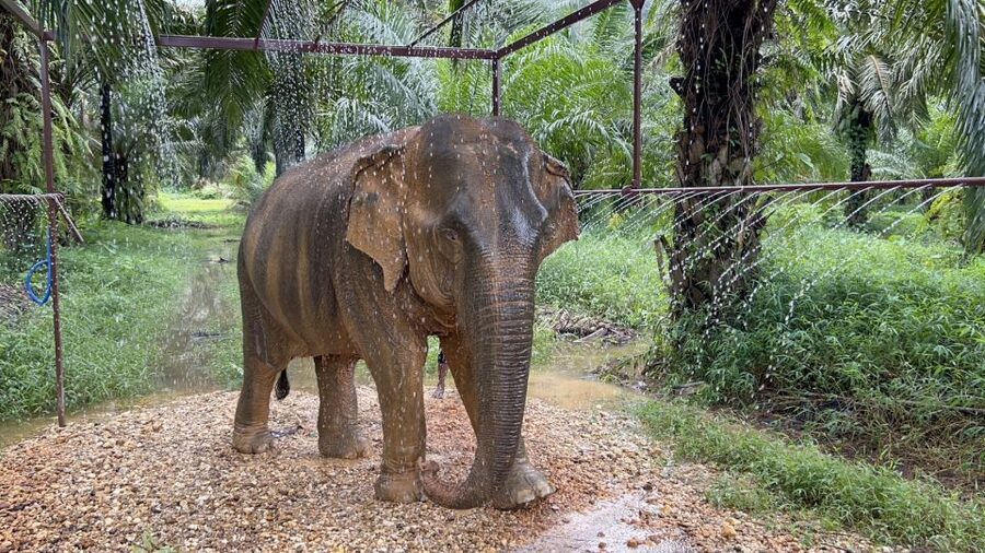 Khao Sok: Ethical Elephant Sanctuary Visit - Meeting the elephants at their own pace