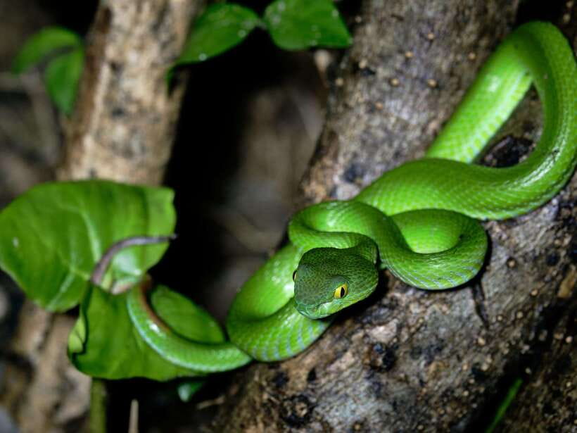 Khao Sok: Private Night Safari Adventure w/ Hotel Transfer - Key points to know before you book