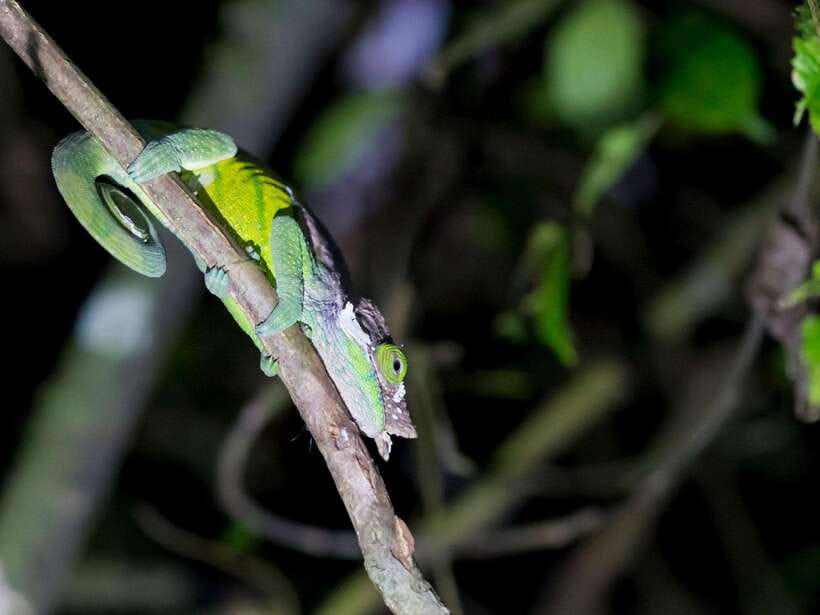Khao Sok: Private Night Safari Adventure w/ Hotel Transfer - Why the guide matters so much