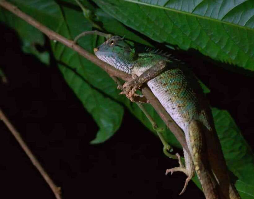 Khao Sok: Private Night Safari Adventure w/ Hotel Transfer - From your hotel to the forest trail