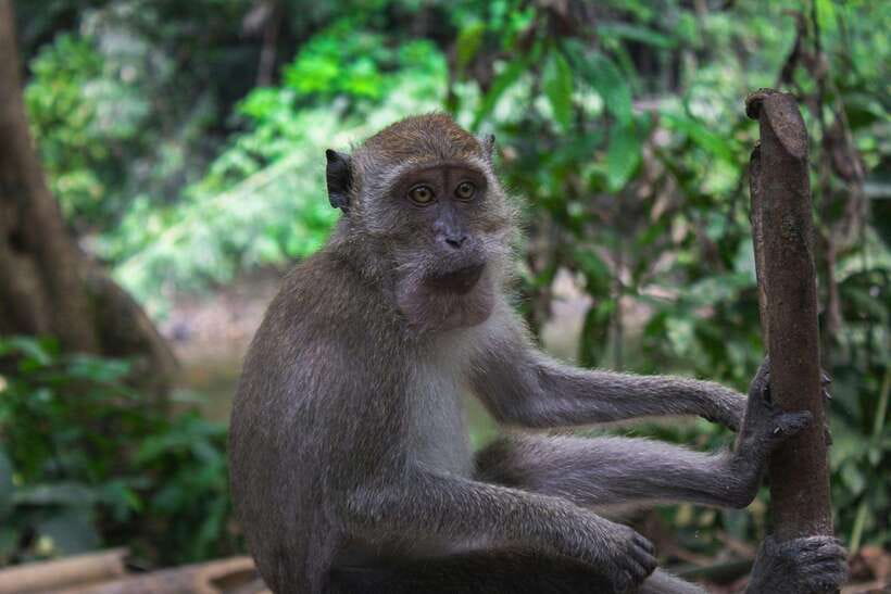 Khao Sok: Private Waterfalls and Wildlife Half-Day Trek - Starting with a short ride into Khao Sok National Park