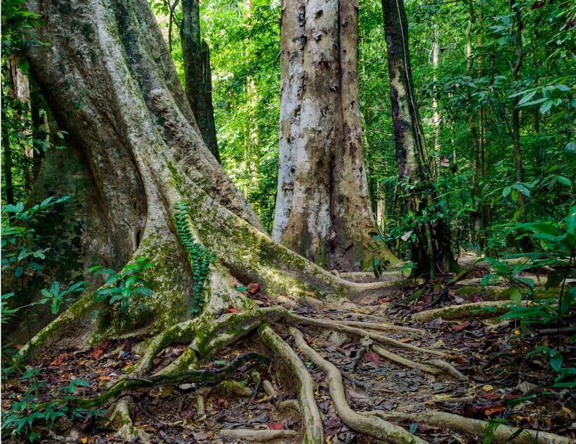 Khao Sok: Private Waterfalls and Wildlife Half-Day Trek - Who will enjoy this Khao Sok trek most